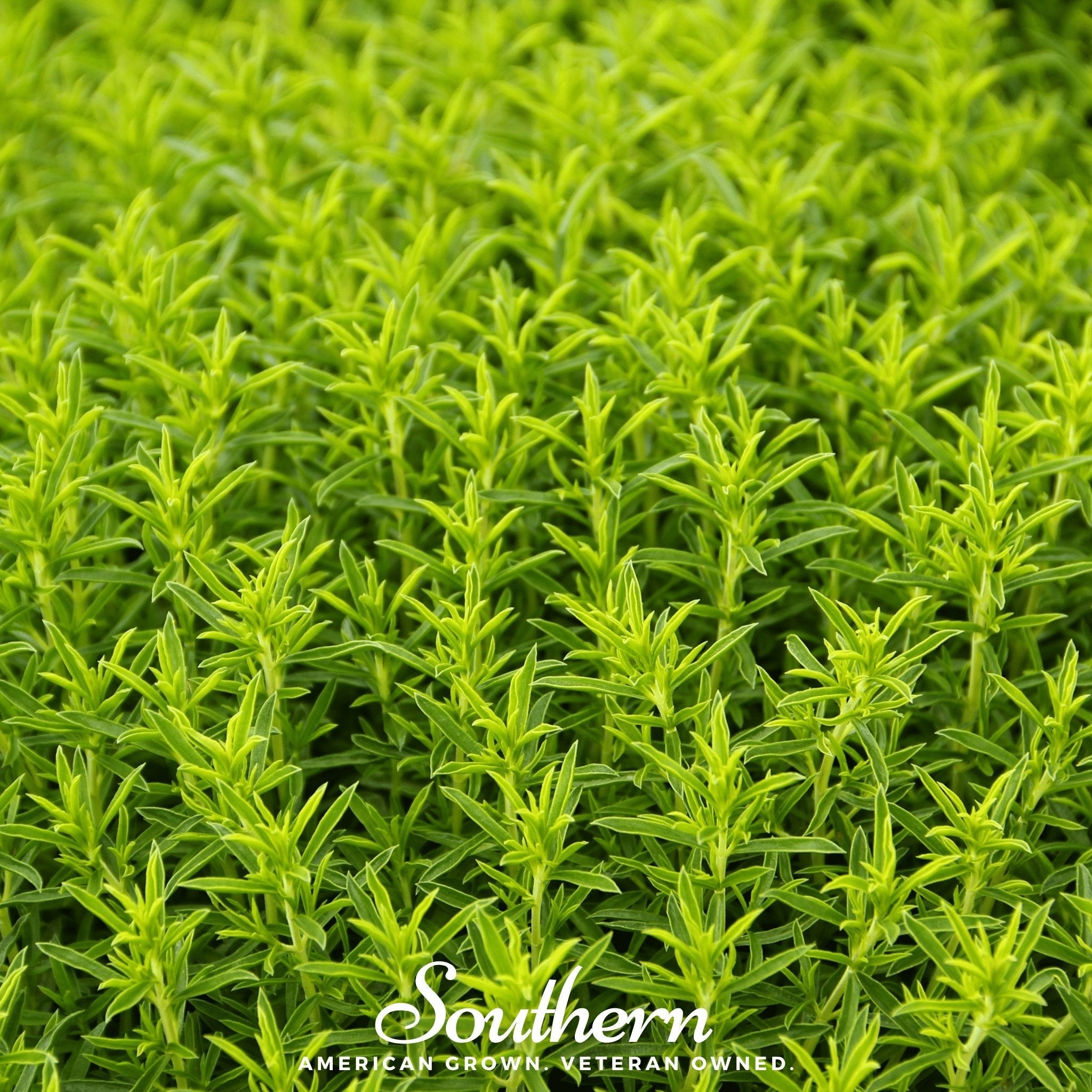 Winter Savory – 100 Seeds