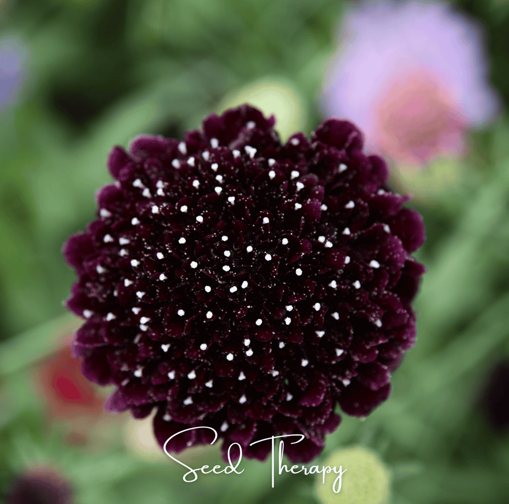 Black Knight Scabiosa – 30 Seeds