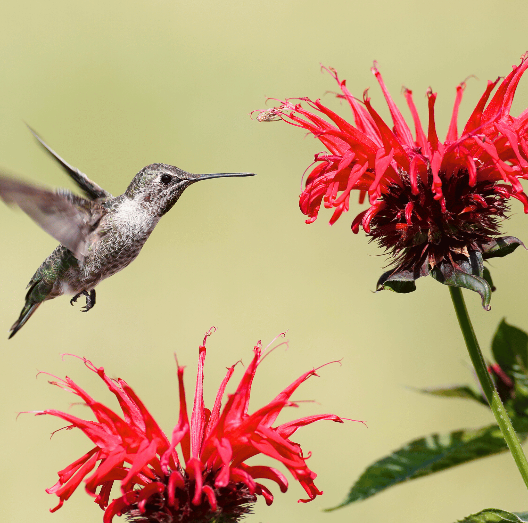 Scarlet Bee Balm – 20 Seeds