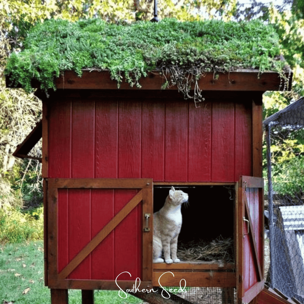 Sedum Roof Mix – 500 Seeds