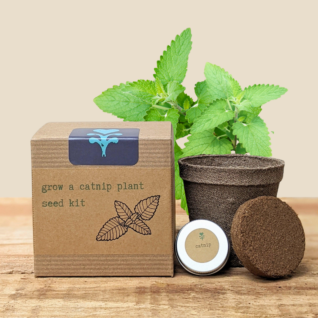 Catnip Beginner Grow Kit