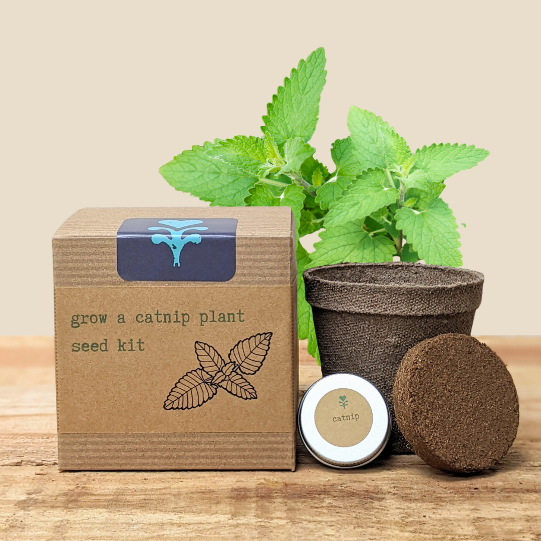 Catnip Beginner Grow Kit