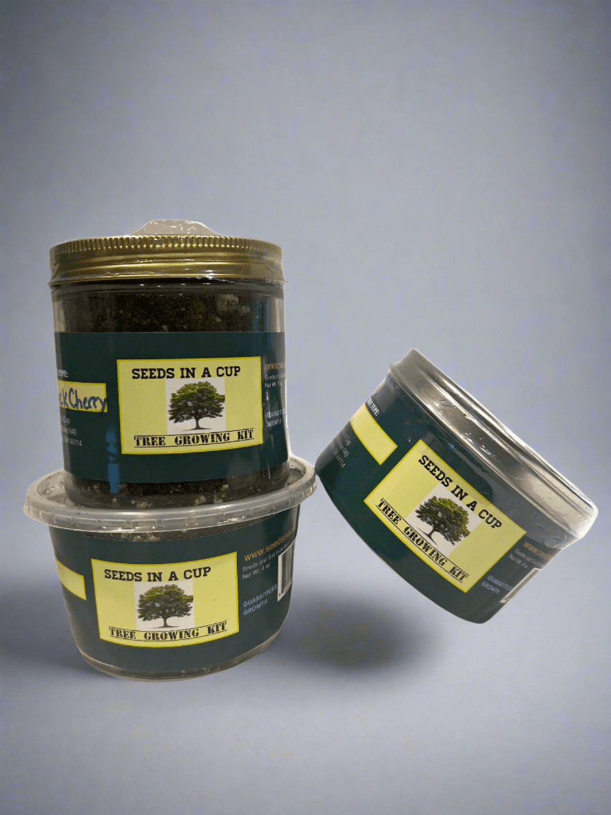 Macadamia Nut Tree Grow Kit | Seed Starter Grow Kit | Seeds In A Cup®