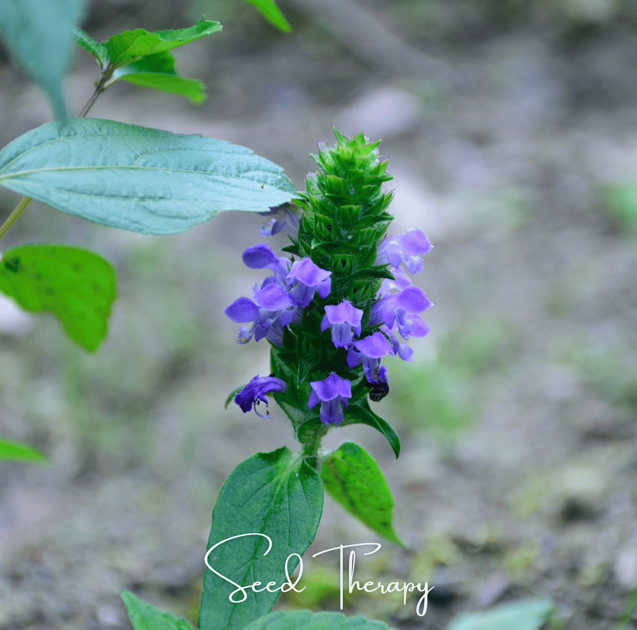 Self Heal (Heal All, All Heal) – 50 Seeds