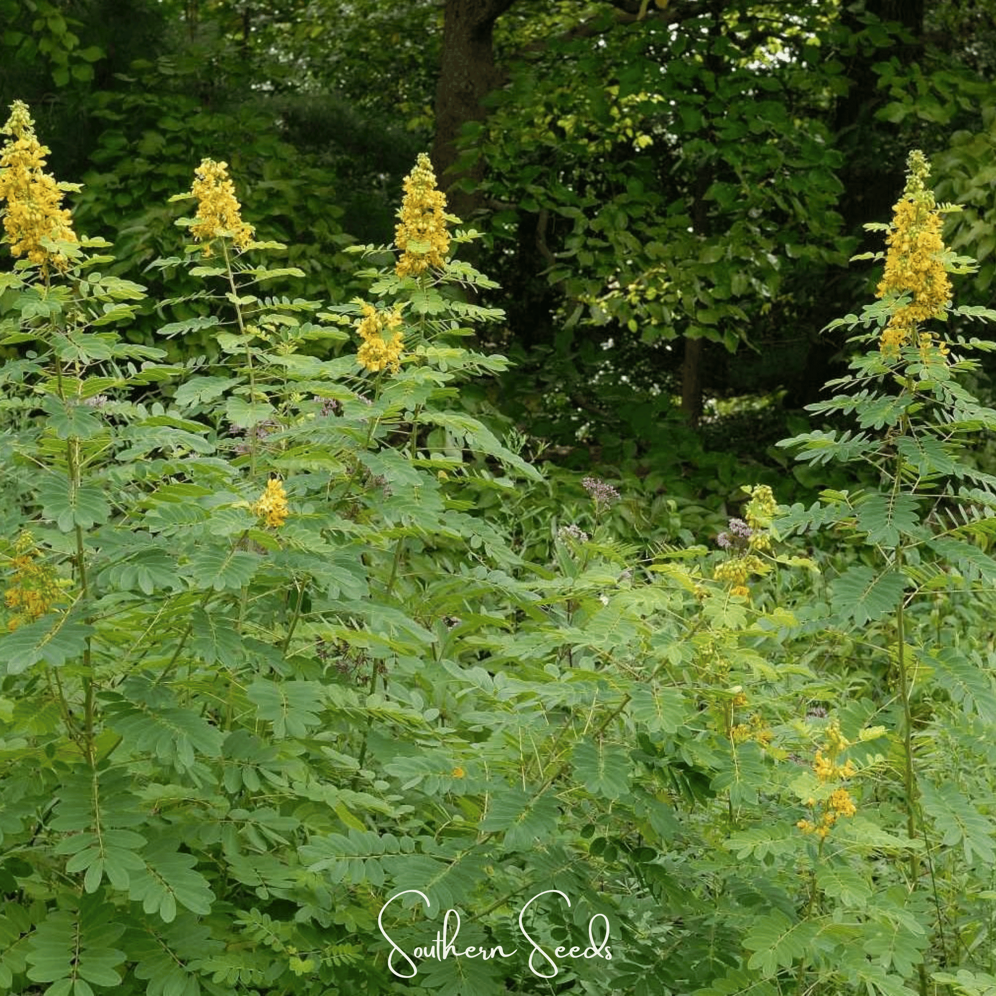 Wild Senna – 20 Seeds