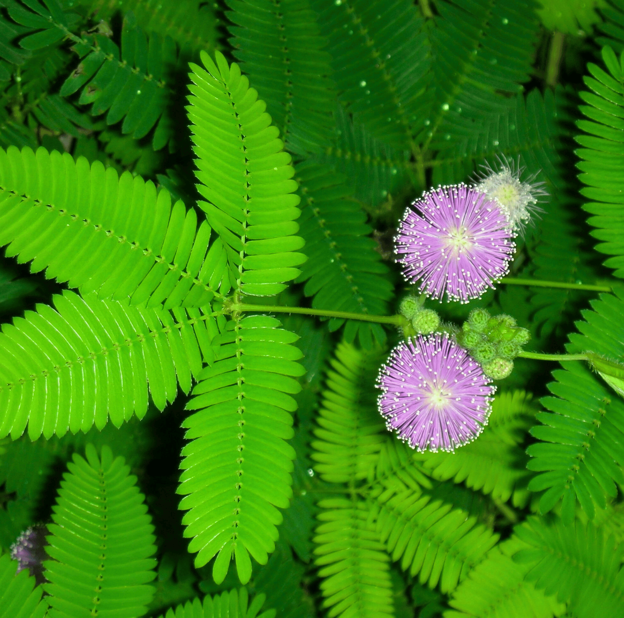 Sensitive Plant Mimosa – 50 Seeds – Responds When Touched