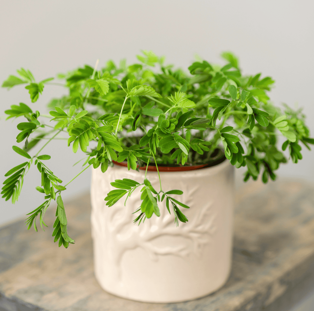 Sensitive Plant Mimosa – 50 Seeds – Responds When Touched