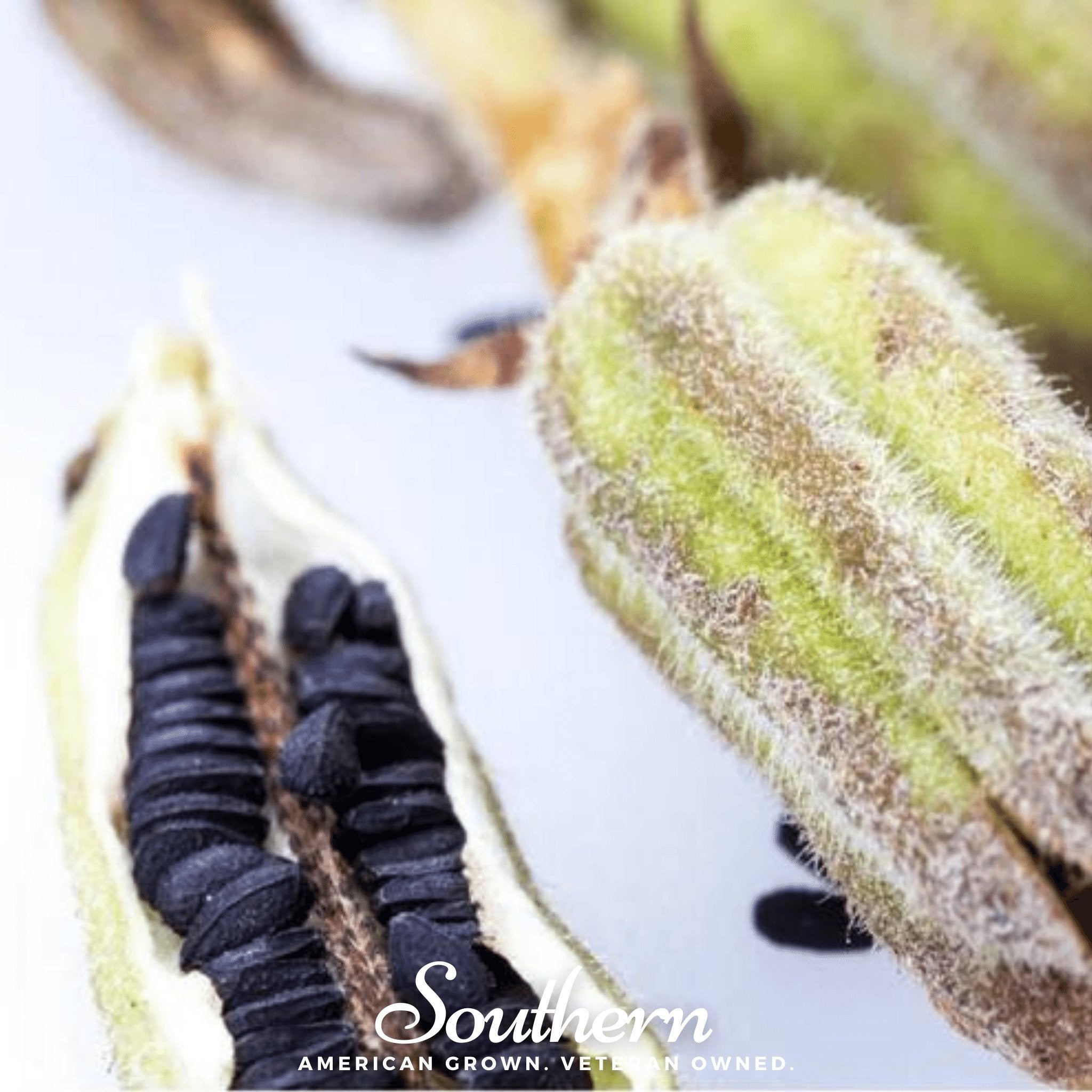 Black Sesame – 500 Seeds