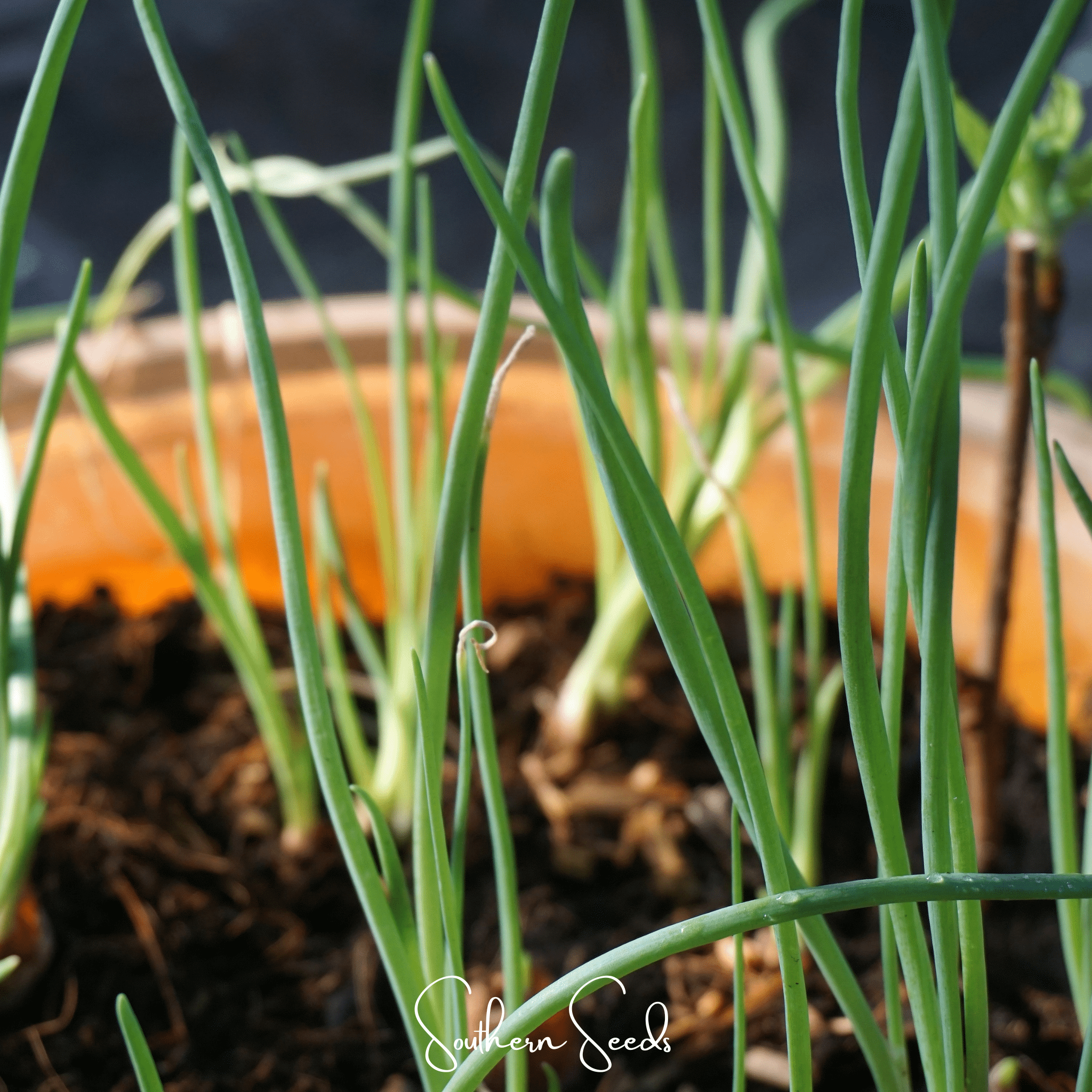 Davidor Shallot– 50 Seeds