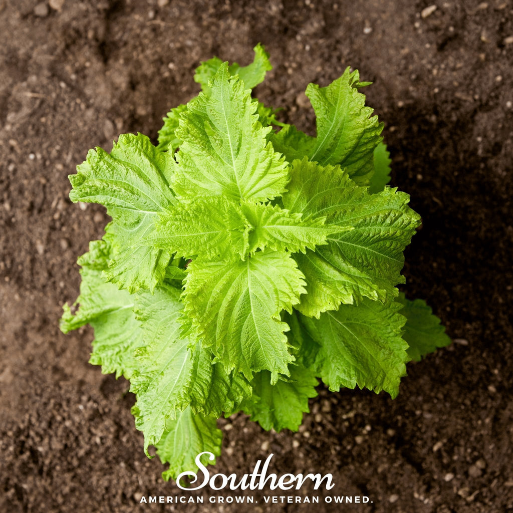 Green Shiso – 200 Seeds