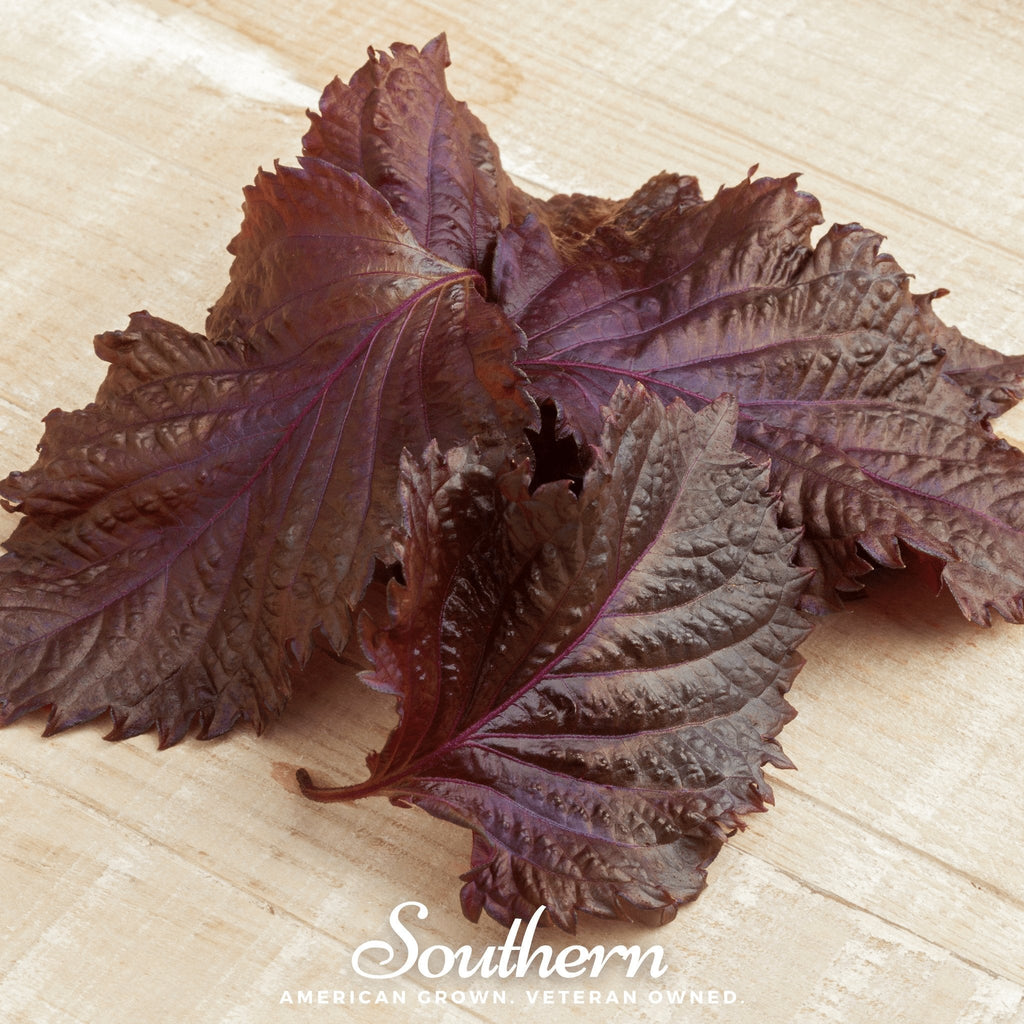 Red Shiso – 200 Seeds
