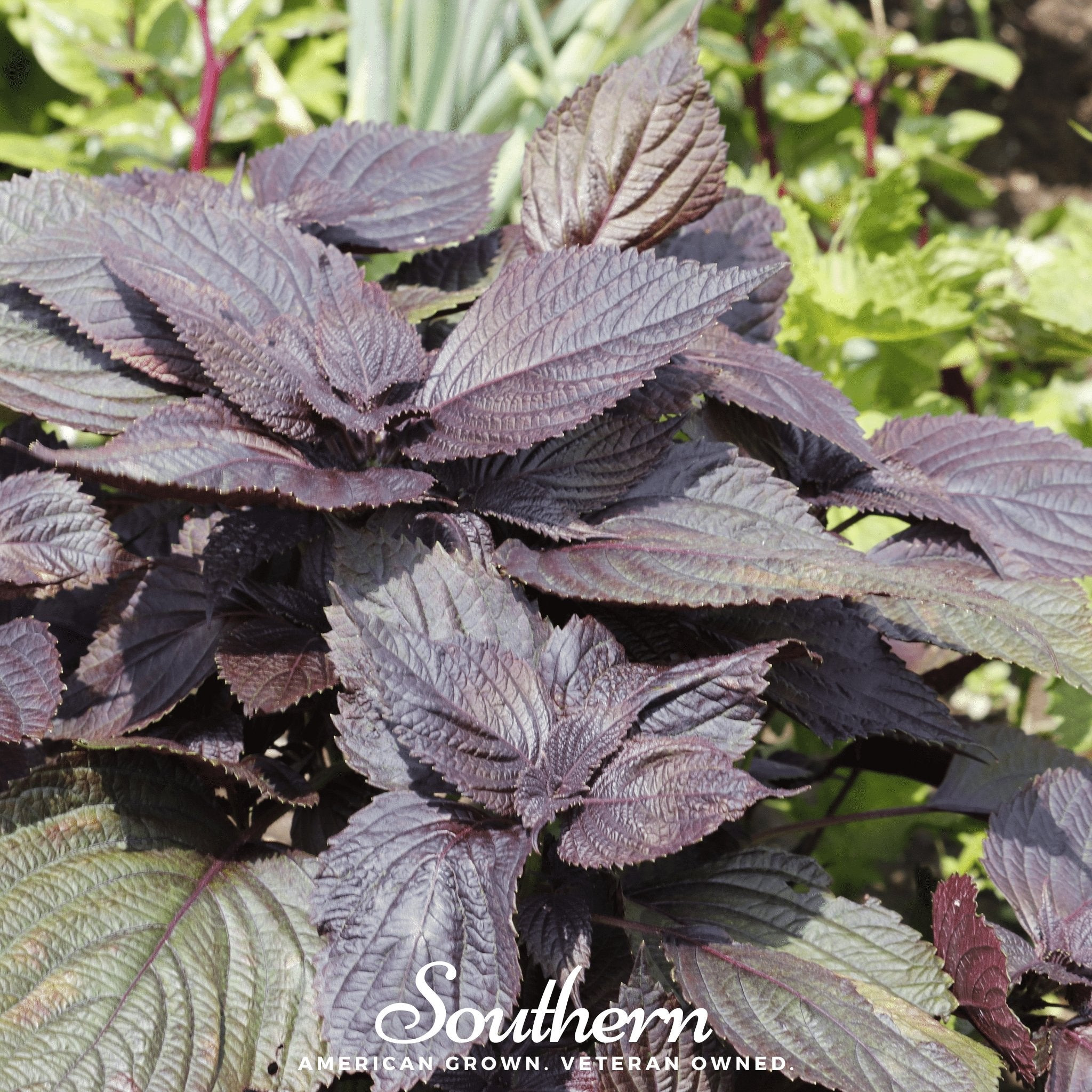 Red Shiso – 200 Seeds