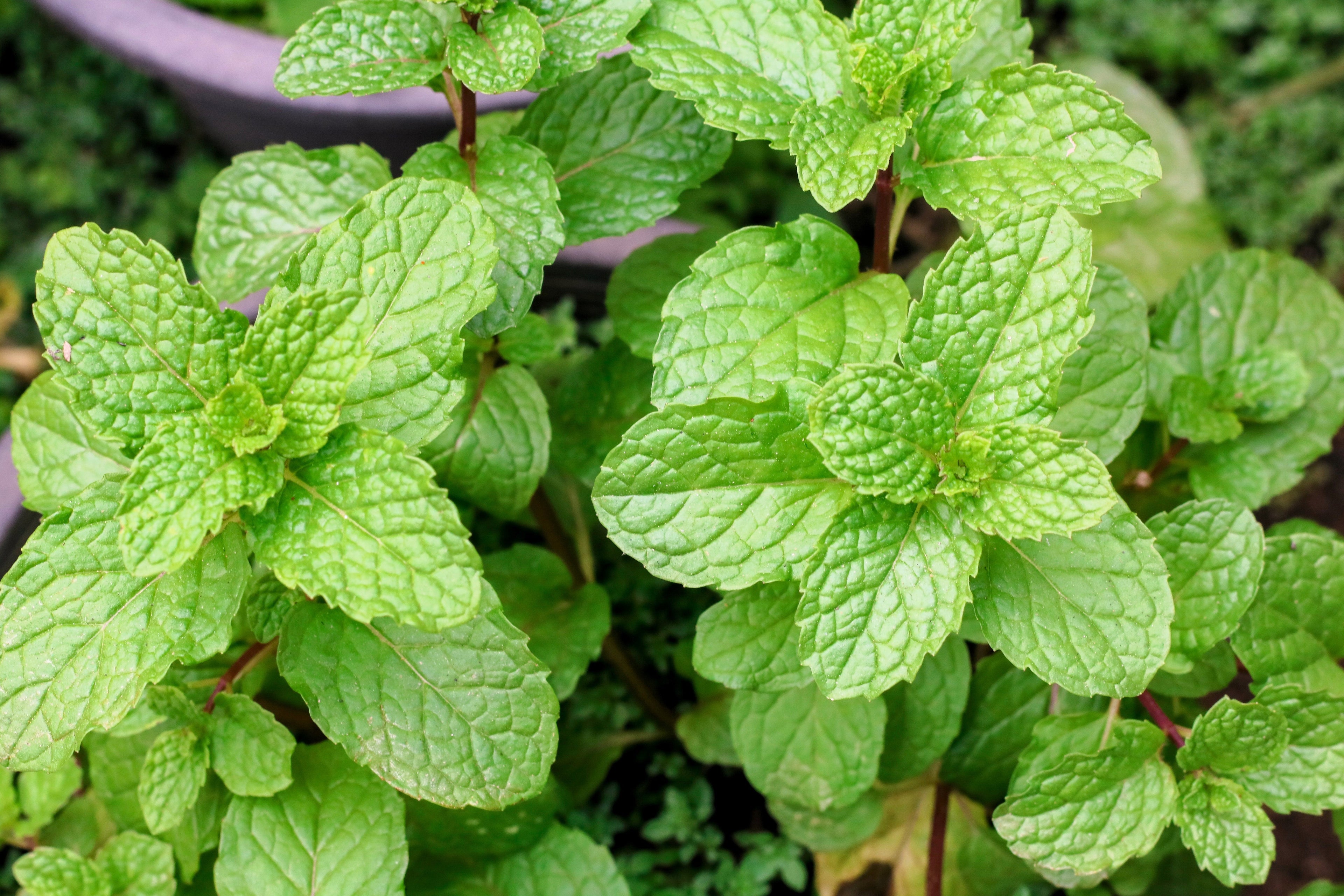 500 SPEARMINT (English Mint) Mentha Spicata Herb Flower Seeds