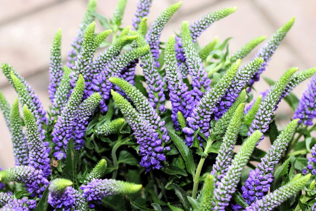 200 BLUE BOUQUET VERONICA Spicata Spike Speedwell Herb Flower Seeds