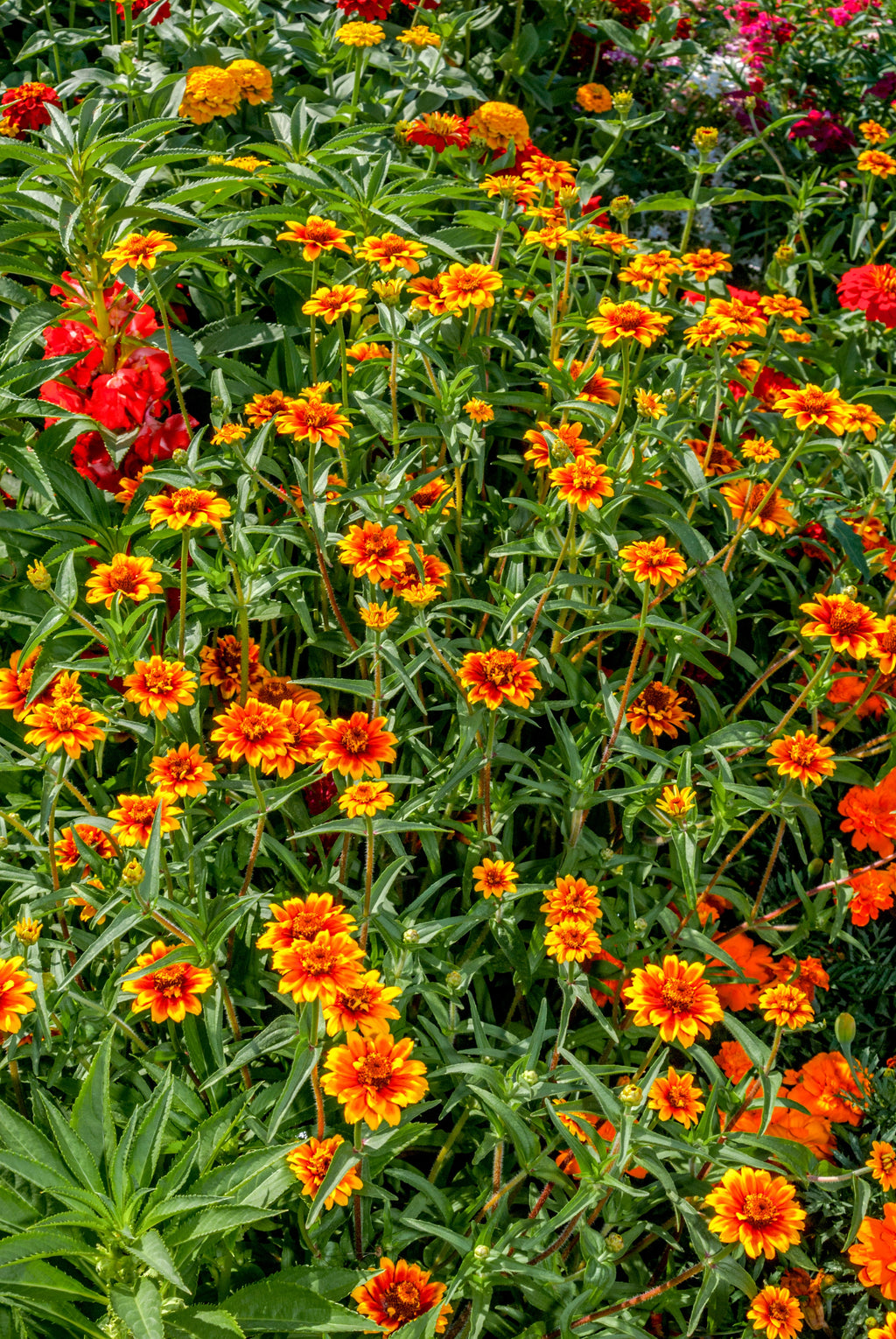 75 Mixed Colors PERSIAN CARPET ZINNIA Zinnia Haageana Flower Seeds