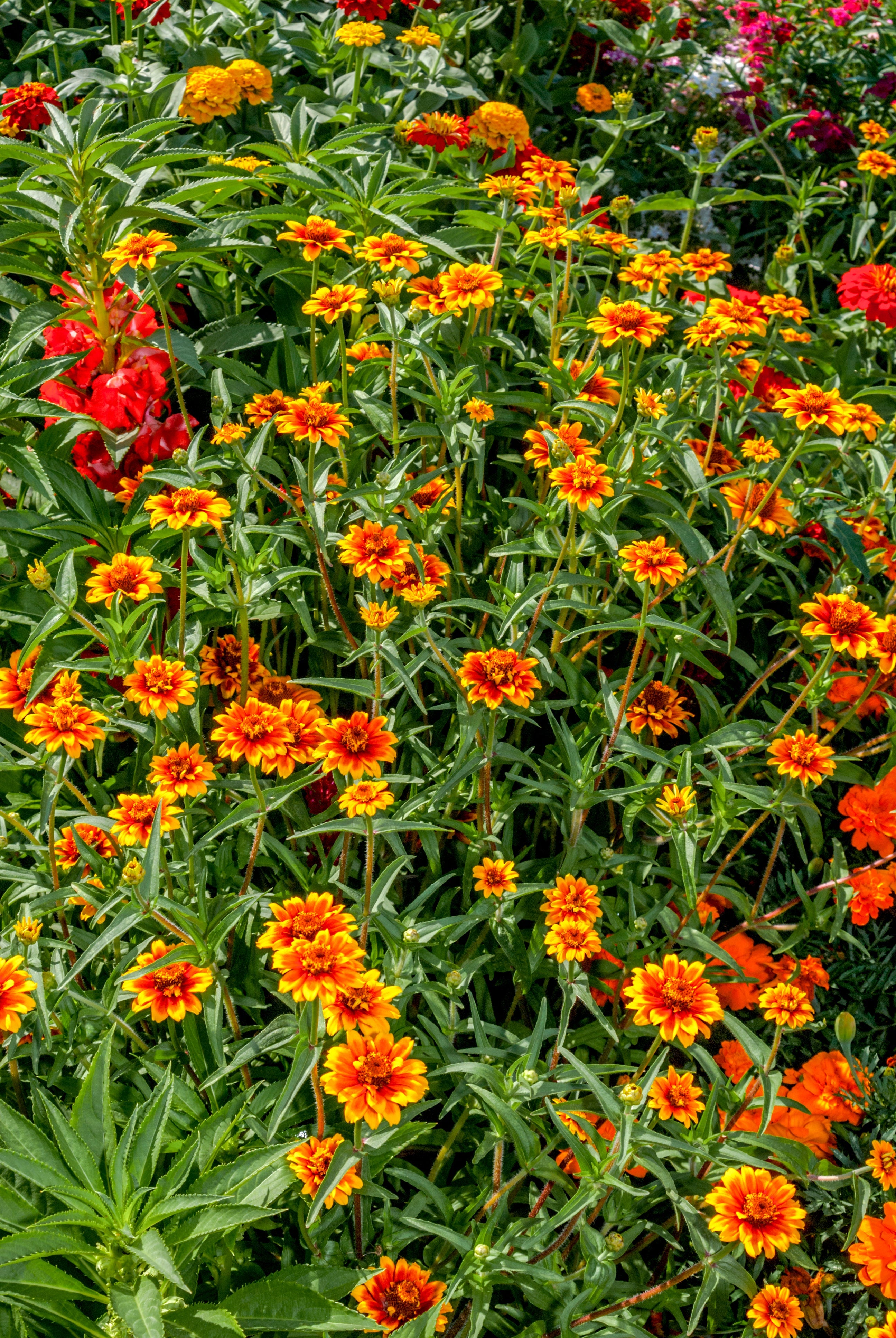 75 Mixed Colors PERSIAN CARPET ZINNIA Zinnia Haageana Flower Seeds