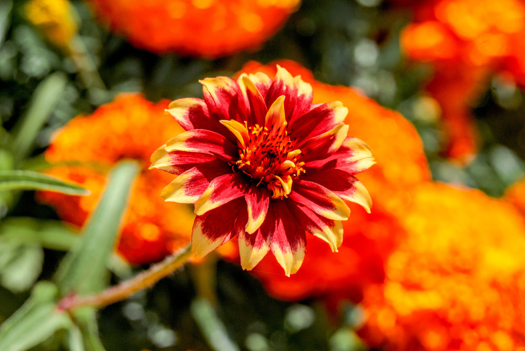 75 Mixed Colors PERSIAN CARPET ZINNIA Zinnia Haageana Flower Seeds