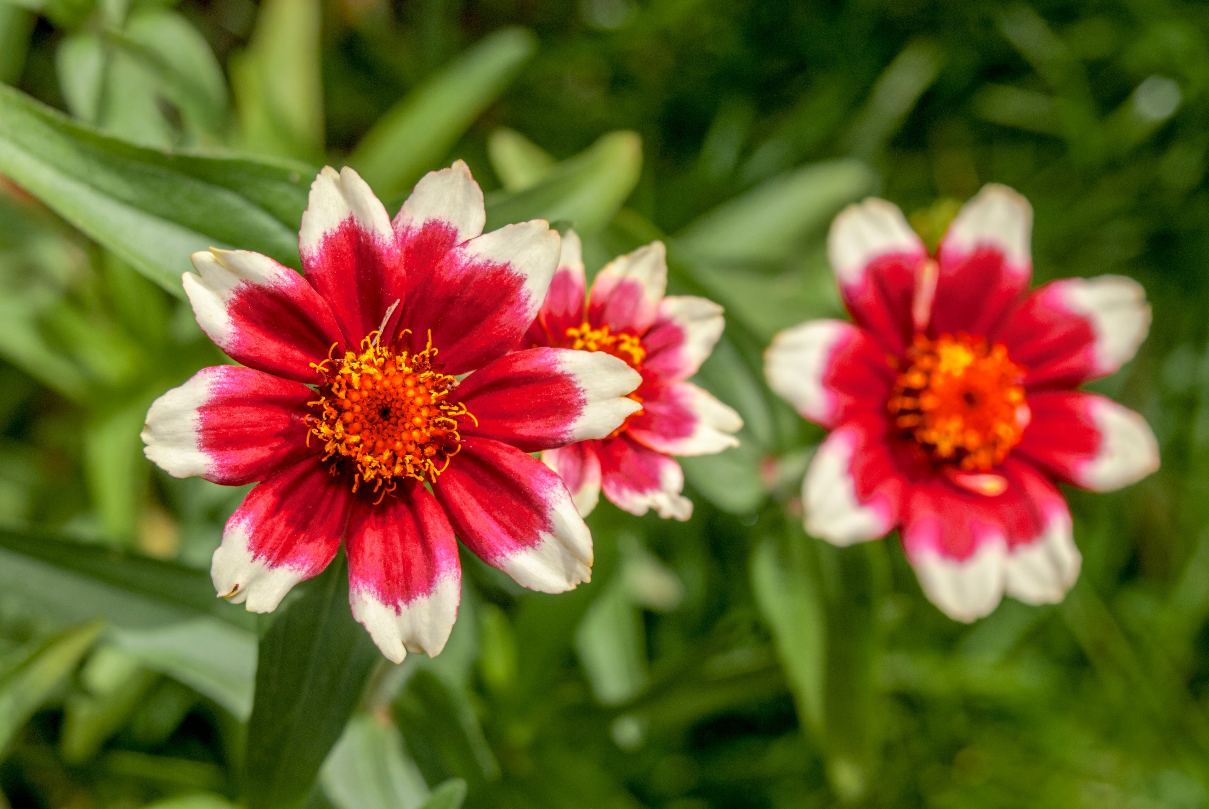75 Mixed Colors PERSIAN CARPET ZINNIA Zinnia Haageana Flower Seeds