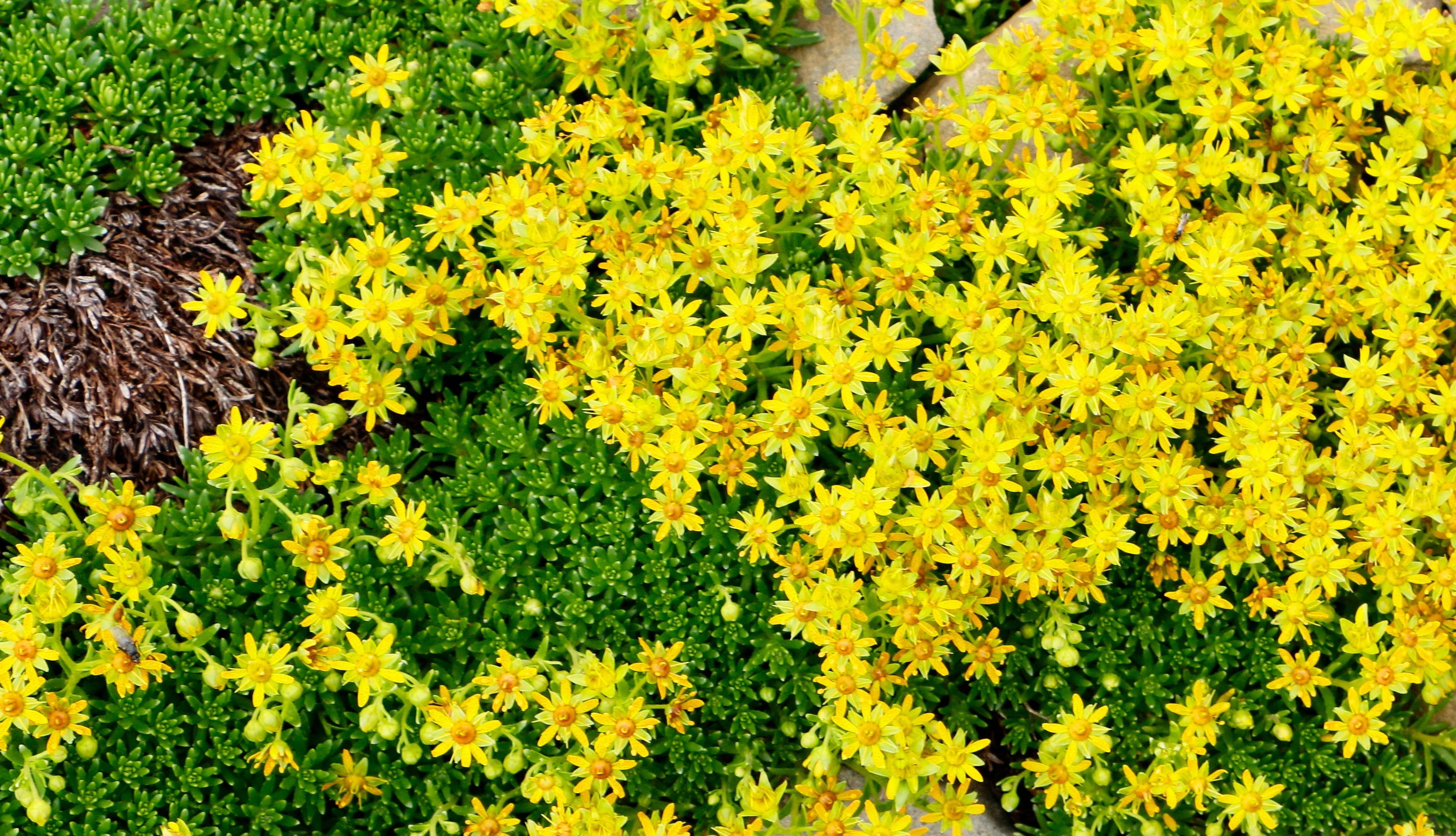 200 GOLDEN CARPET SEDUM Acre Gold Moss Stonecrop Flower Seeds