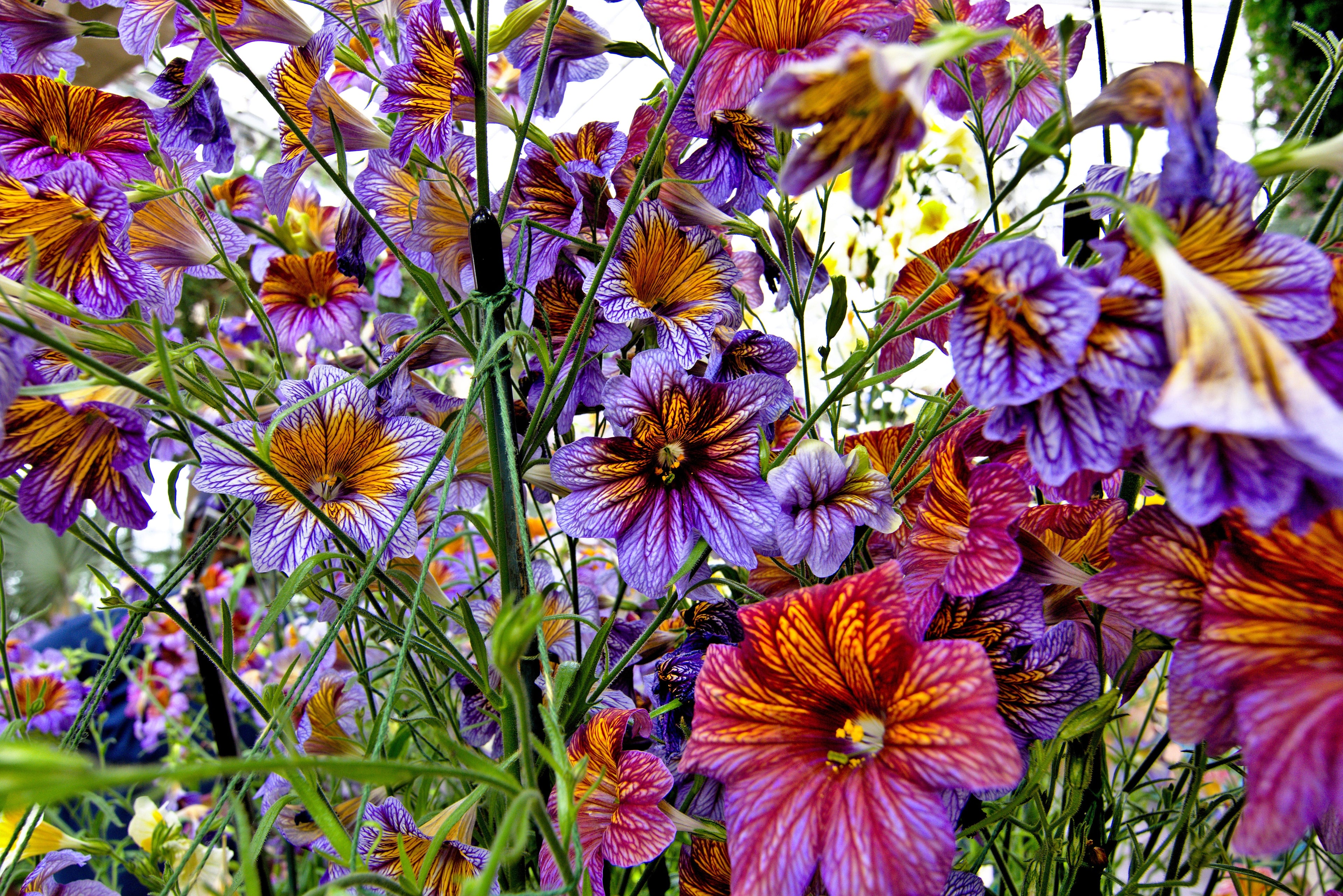 200 Mixed Colors PAINTED TONGUE (Velvet Trumpet Flower) Salpiglossis Grandiflora Virgiana Flower Seeds