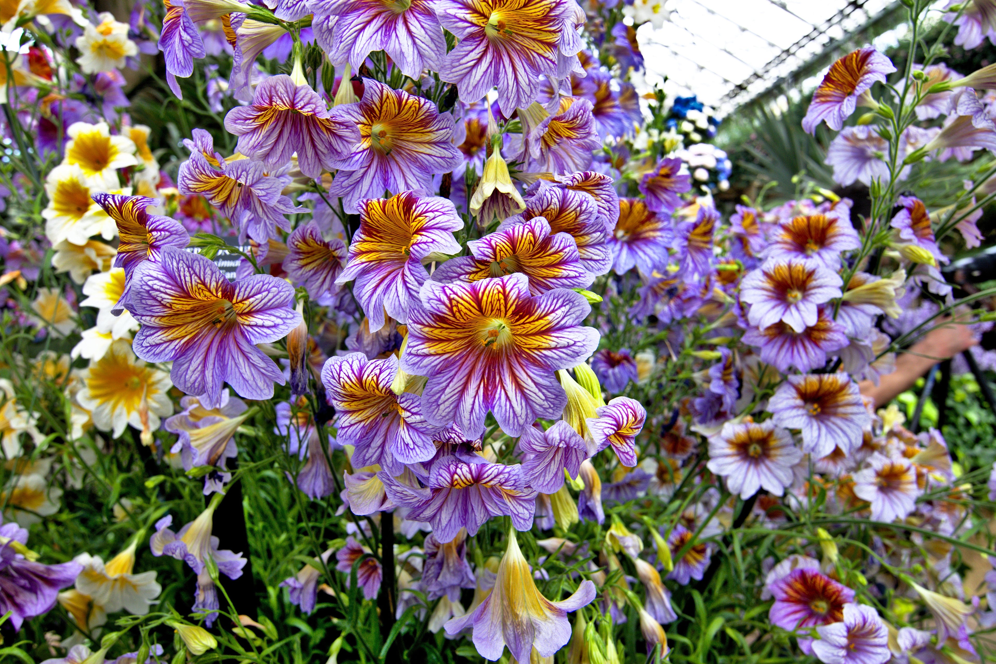 200 Mixed Colors PAINTED TONGUE (Velvet Trumpet Flower) Salpiglossis Grandiflora Virgiana Flower Seeds