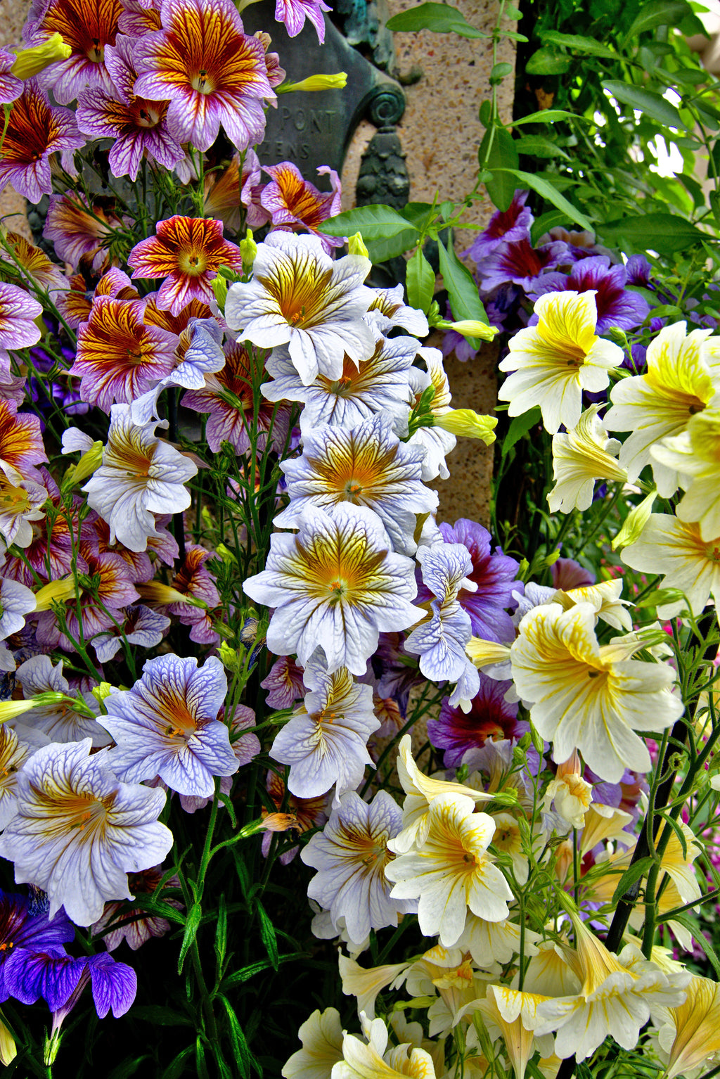 200 Mixed Colors PAINTED TONGUE (Velvet Trumpet Flower) Salpiglossis Grandiflora Virgiana Flower Seeds