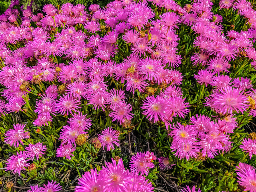 25 Table Mountain ICE PLANT Magenta Fuchsia Delosperma Cooperi Hardy Pink Carpet Flower Seeds