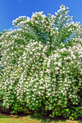20 SWEET MOCK ORANGE English Dogwood Philadelphus Coronarius Shrub Flower Seeds