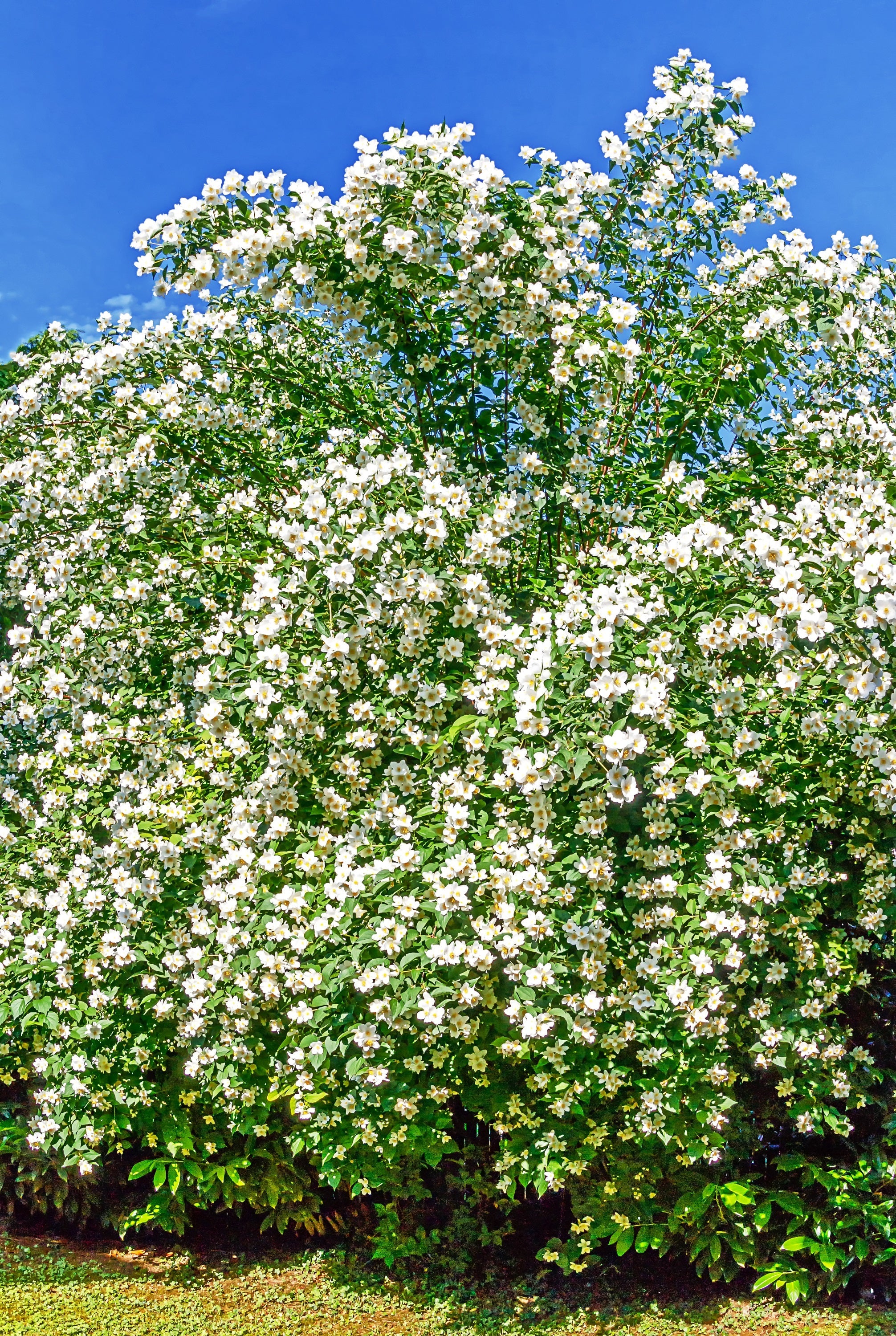 20 SWEET MOCK ORANGE English Dogwood Philadelphus Coronarius Shrub Flower Seeds