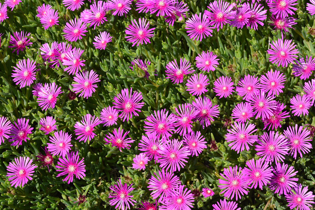 25 Table Mountain ICE PLANT Magenta Fuchsia Delosperma Cooperi Hardy Pink Carpet Flower Seeds