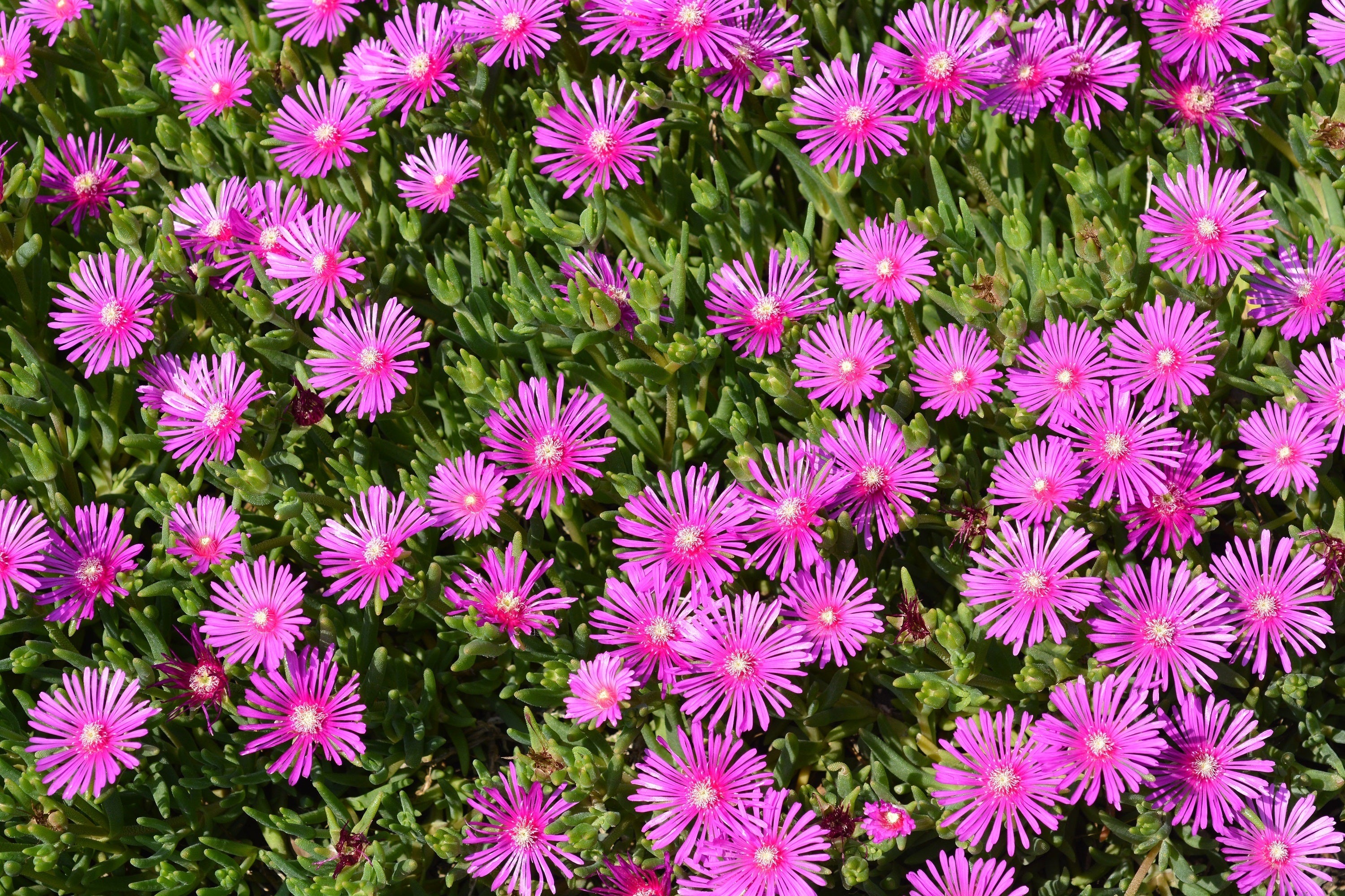 25 Table Mountain ICE PLANT Magenta Fuchsia Delosperma Cooperi Hardy Pink Carpet Flower Seeds