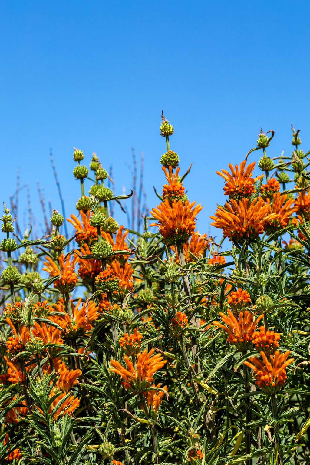 25 KLIP DAGGA (Lions Ear / Lions Tail / Wild Klip Dagga) Leonotis Nepetifolia Flower Seeds