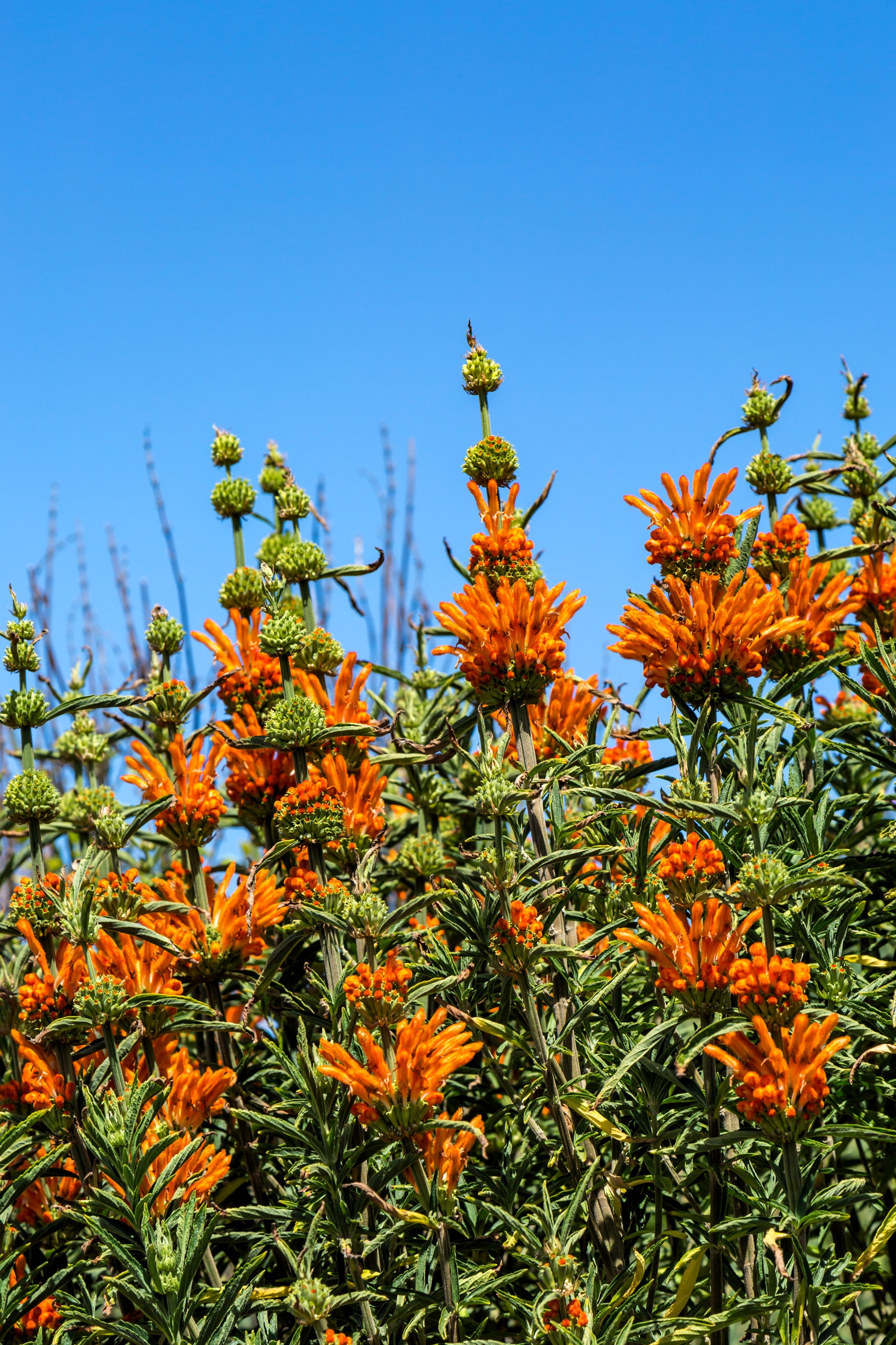 25 KLIP DAGGA (Lions Ear / Lions Tail / Wild Klip Dagga) Leonotis Nepetifolia Flower Seeds
