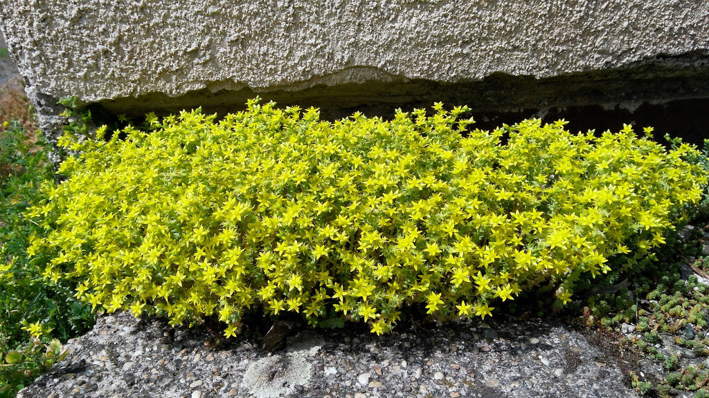 200 GOLDEN CARPET SEDUM Acre Gold Moss Stonecrop Flower Seeds