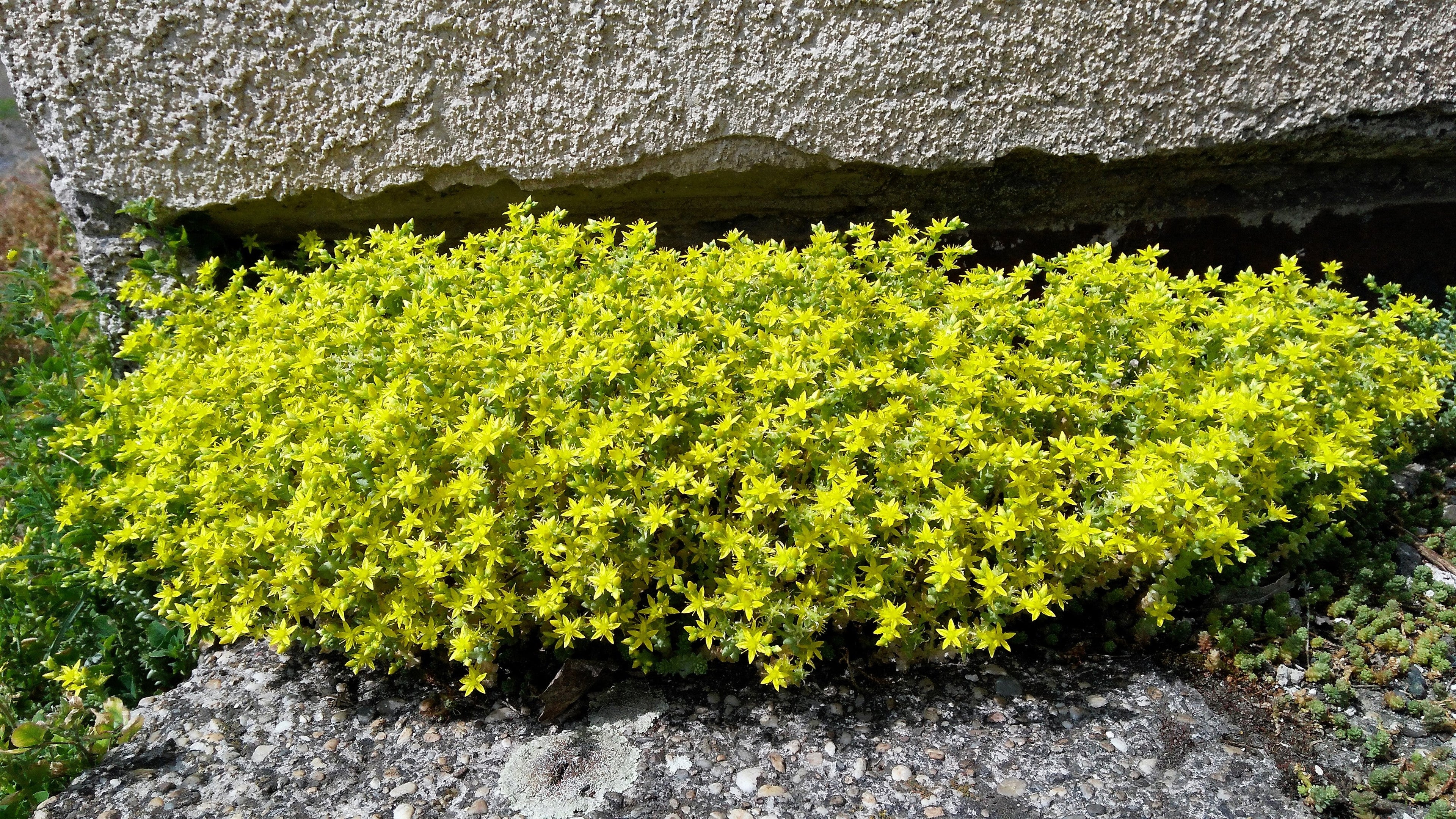 200 GOLDEN CARPET SEDUM Acre Gold Moss Stonecrop Flower Seeds