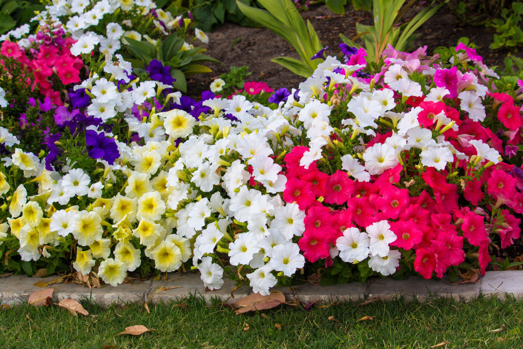 250 MIXED COLORS PETUNIA Flower Seeds