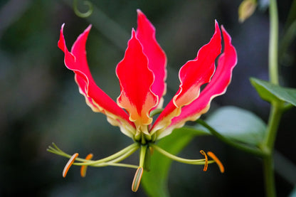 10 RED GLORIOSA LILY Flame Lily Gloriosa Superba Red & Yellow Flower Vine Seeds