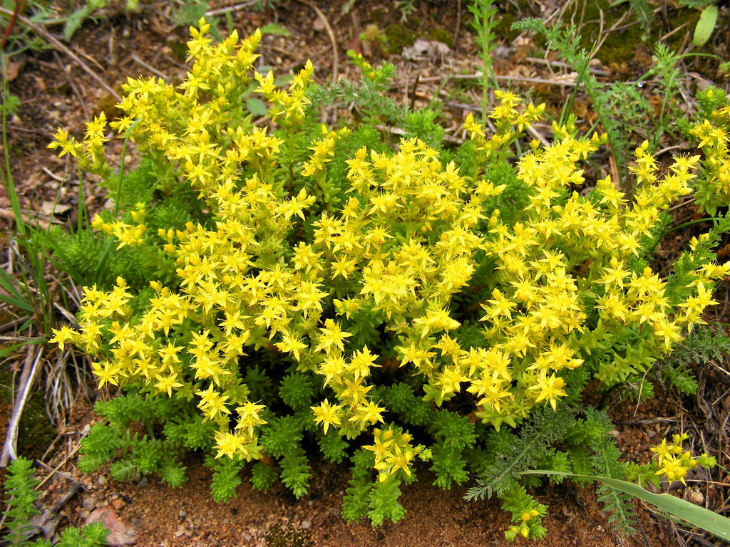 200 GOLDEN CARPET SEDUM Acre Gold Moss Stonecrop Flower Seeds