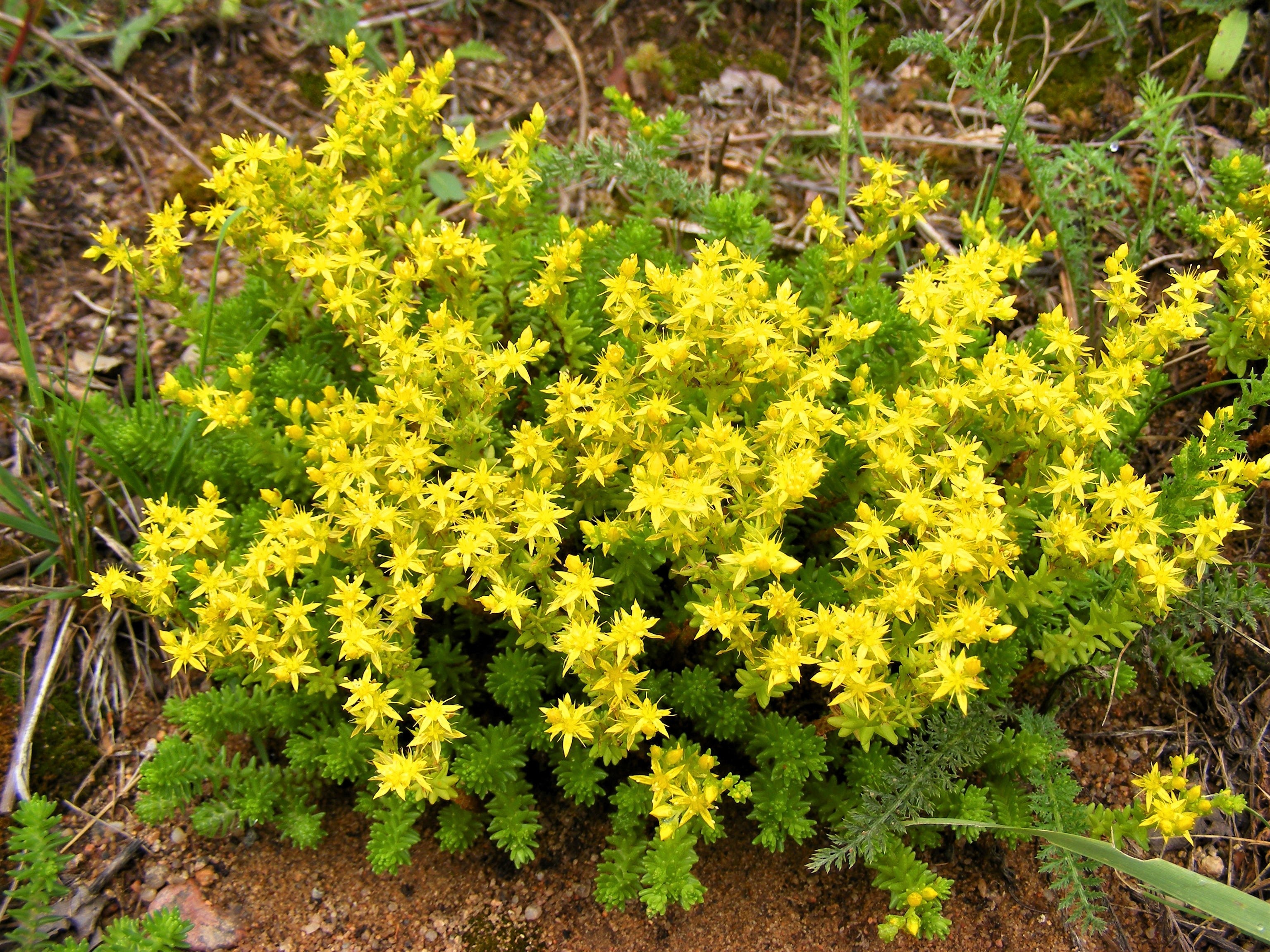 200 GOLDEN CARPET SEDUM Acre Gold Moss Stonecrop Flower Seeds