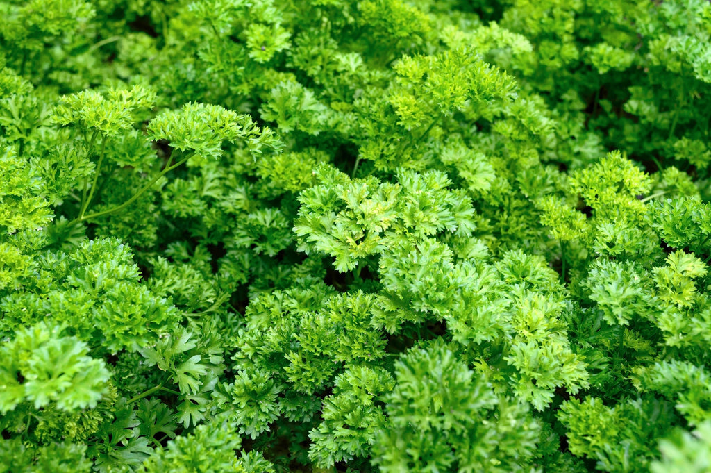1500 TRIPLE CURLED PARSLEY Petroselinum Hortensis Herb Vegetable Seeds