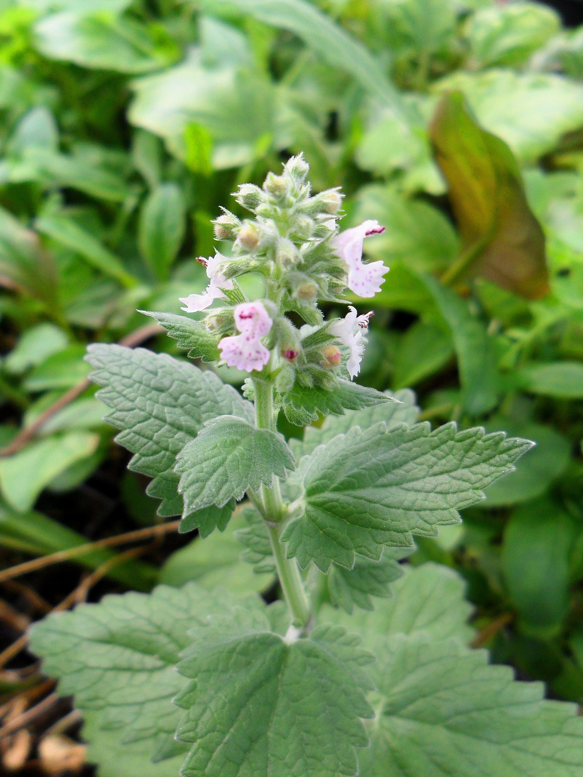 1000 HEIRLOOM CATNIP Nepeta Cataria Herb Flower Seeds