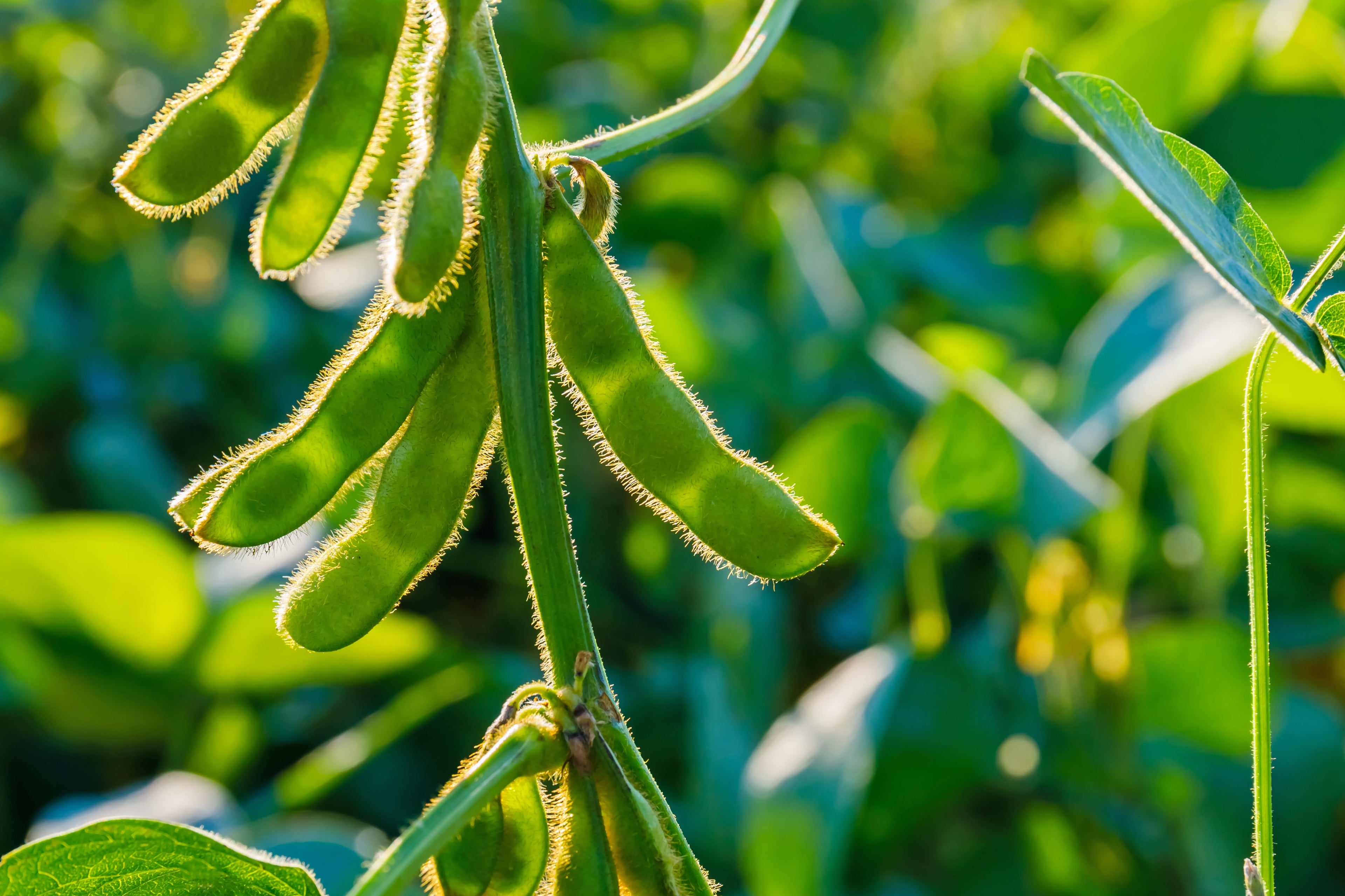 20 Edamame BE SWEET SOYBEAN Glycine Max Soy Bean Green / Yellow Vegetable Seeds