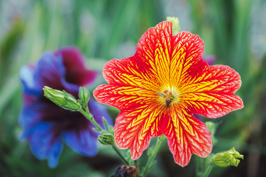 200 Mixed Colors PAINTED TONGUE (Velvet Trumpet Flower) Salpiglossis Grandiflora Virgiana Flower Seeds