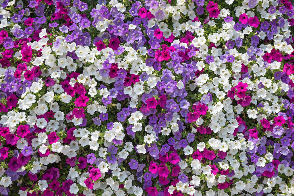 250 Mixed Colors DWARF PETUNIA Pink Red Purple White Bicolor Flower Seeds