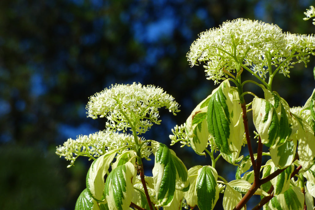 20 RED TWIG DOGWOOD American Red Osier Shrub White Flower Cornus Sericea Seeds