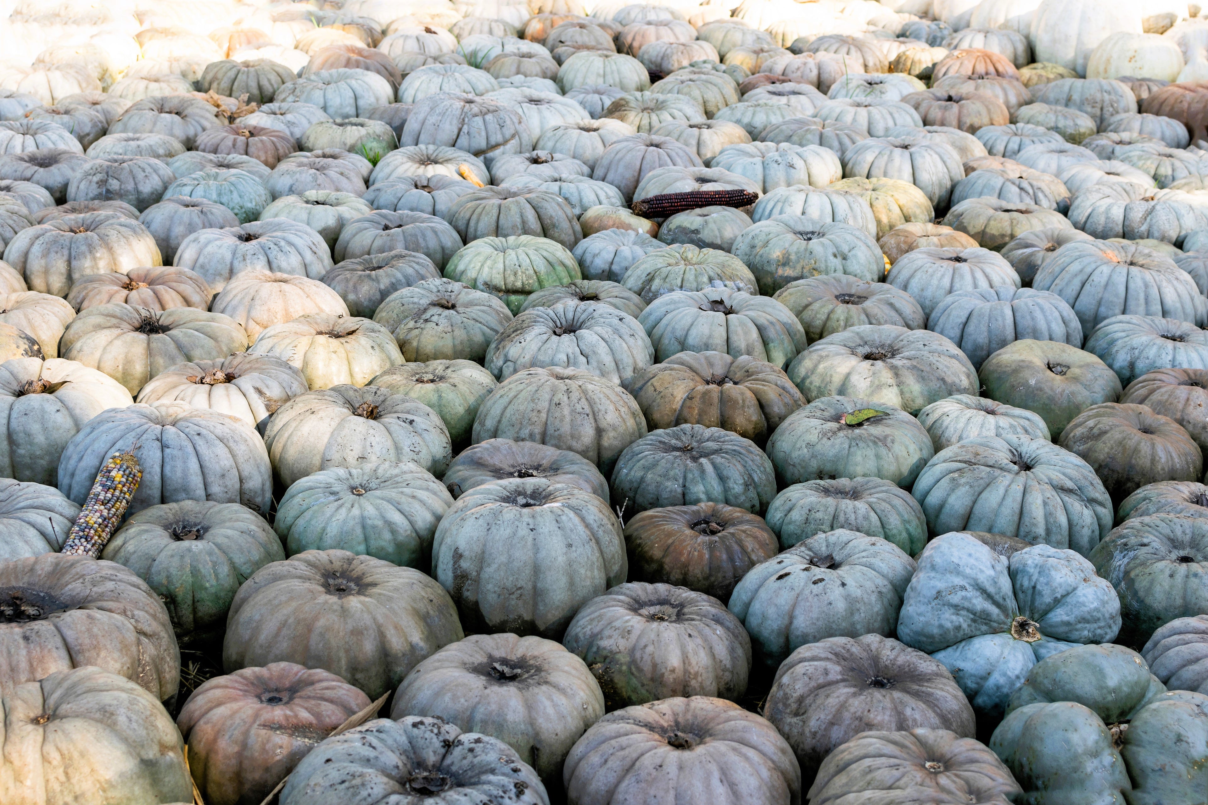 15 JARRAHDALE GREEN PUMPKIN Jarradale Blue Grey Cucurbita Maxima Vegetable Seeds