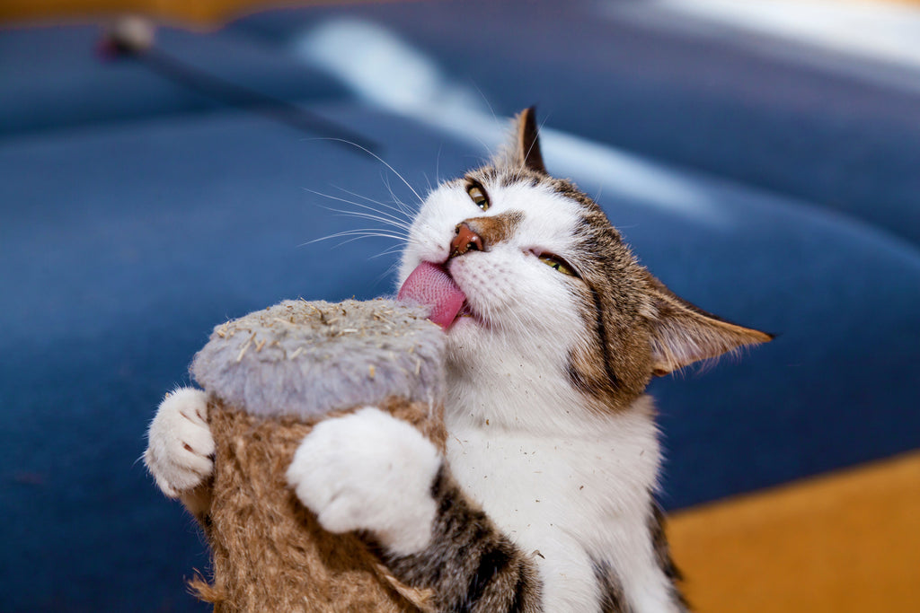 1000 HEIRLOOM CATNIP Nepeta Cataria Herb Flower Seeds