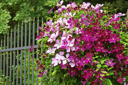 10 MIXED HYBRID CLEMATIS Hybrida Red Purple Pink Blue Bicolor Flower Vine Seeds