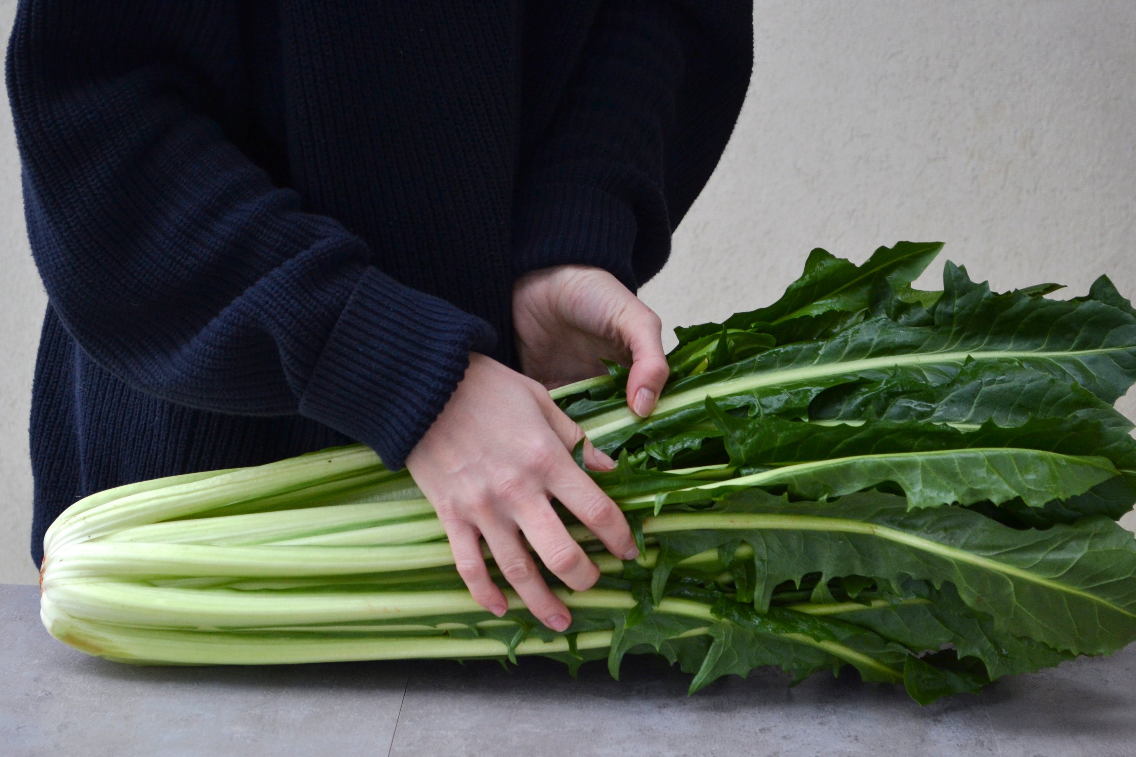 250 CICORIA CATALOGNA Puntarelle Chicorium Chicory Vegetable Seeds