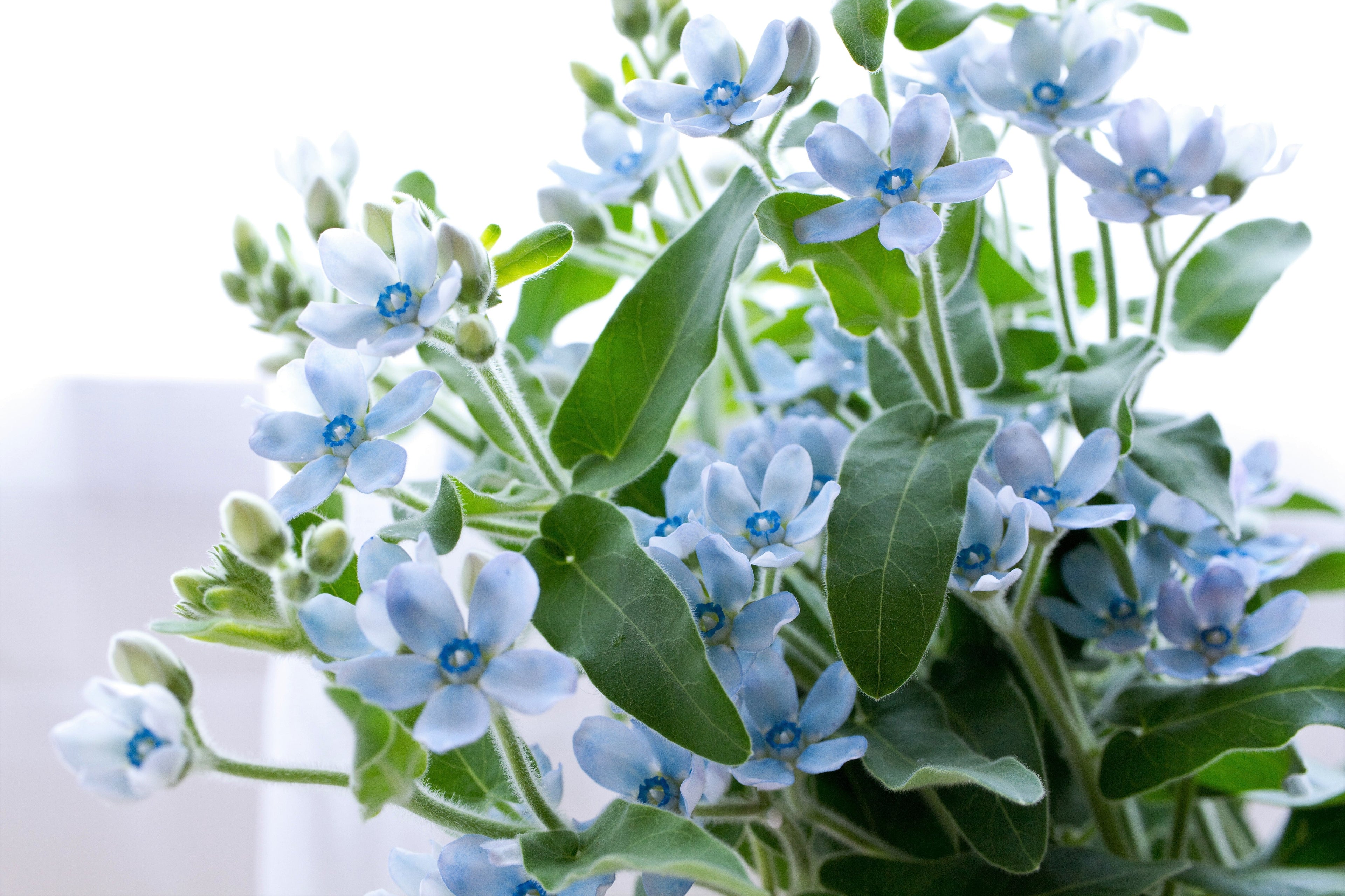 10 TWEEDIA BLUE MILKWEED Southern Star of Argentine Tweedia Caerulea syn. Oxypetalum Flower Vine Seeds